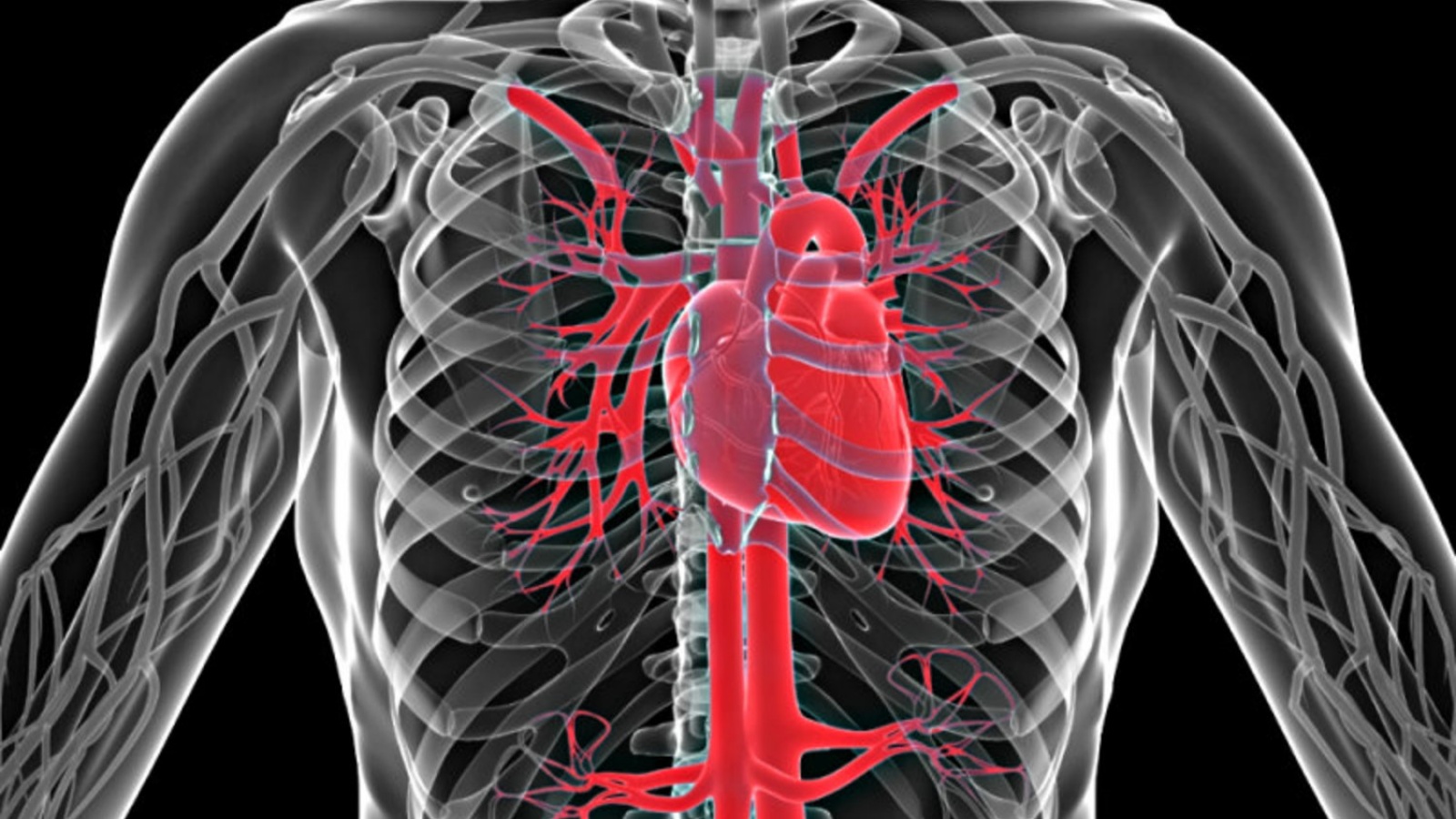 يكرر القلب الاصطناعي إيقاعات القلب الحقيقي (توضيحية)