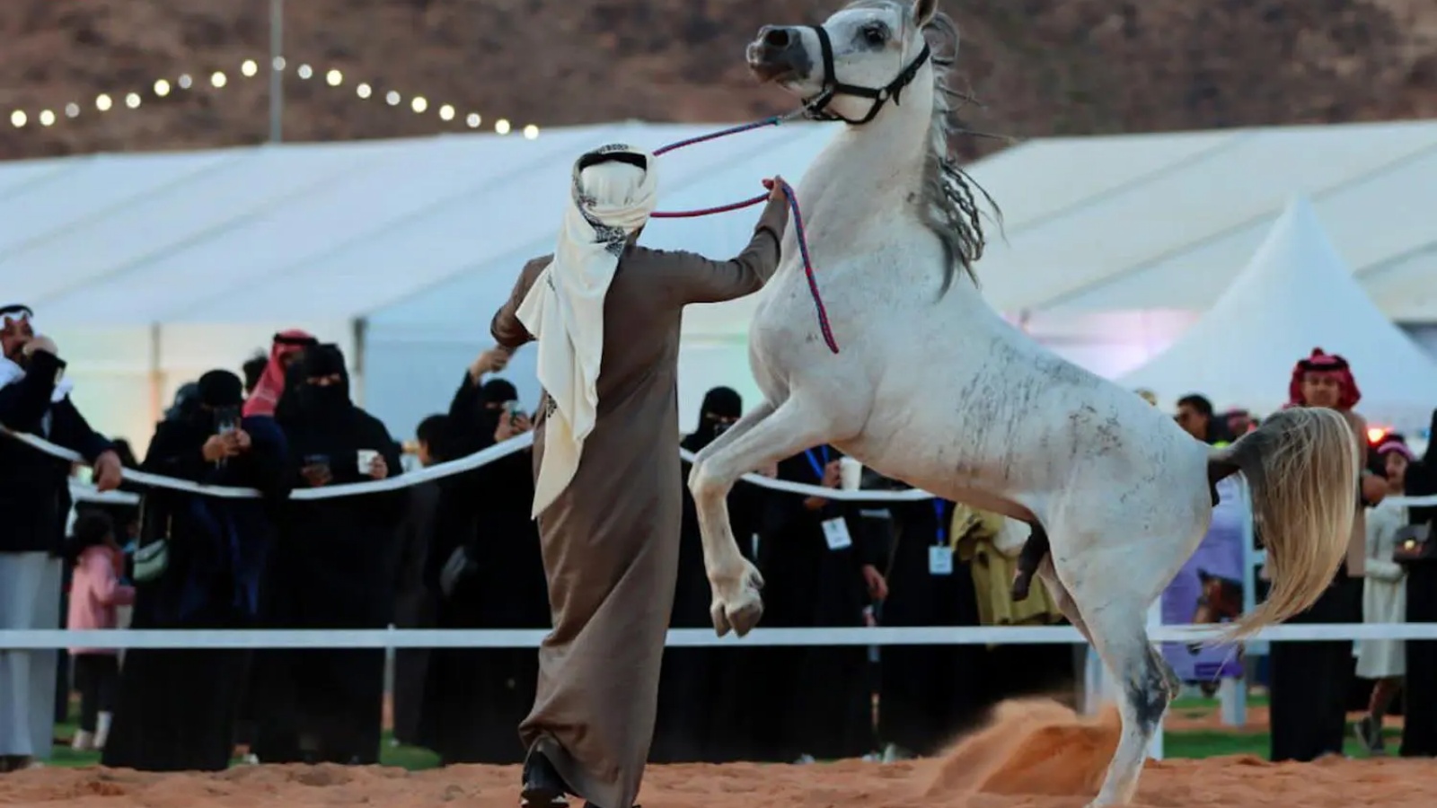 استعراض الخيول العربية الأصيلة من قِبل أبرز الخيّالة في المنطقة