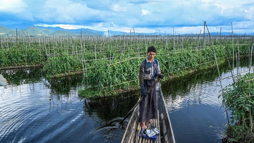 رجل يجدف بقاربه أمام مزرعة عائمة في بحيرة إينلي في ولاية شان الجنوبية في ميانمار