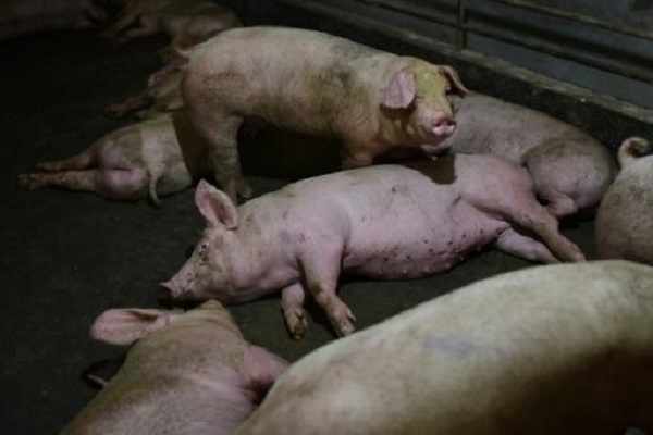 سيول تؤكد رابع حالة إصابة بحمى الخنازير في مزارعها 
