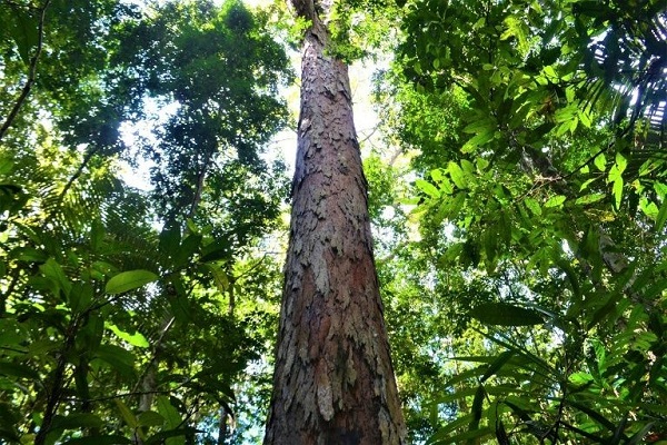 اكتشاف أطول شجرة في غابات الأمازون المطيرة