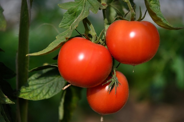 فيروس الطماطم يصيب مزرعة في فرنسا