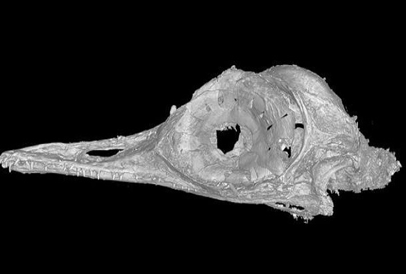 اكتشاف حفرية جمجمة أصغر ديناصور عمرها 99 مليون سنة