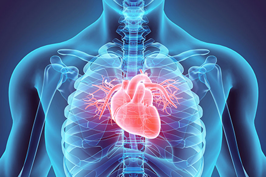 اكتشاف جين بشري يساعد في إصلاح أنسجة القلب التالفة!