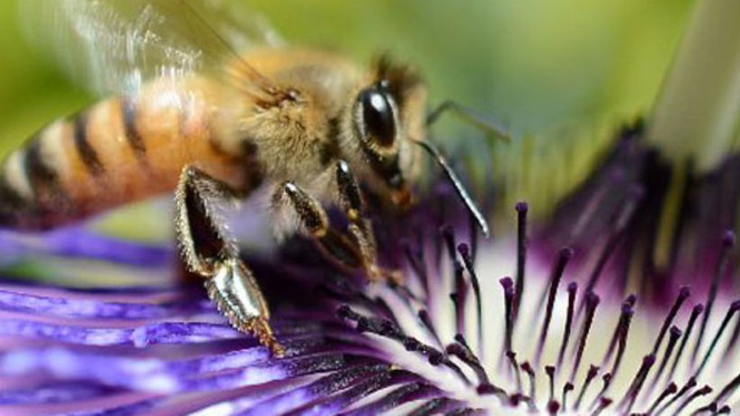 سم العسل قادر على الخلايا التي يصعب علاجها