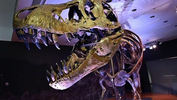 مزاد على هيكل عظمي لتيرانوصور في نيويورك