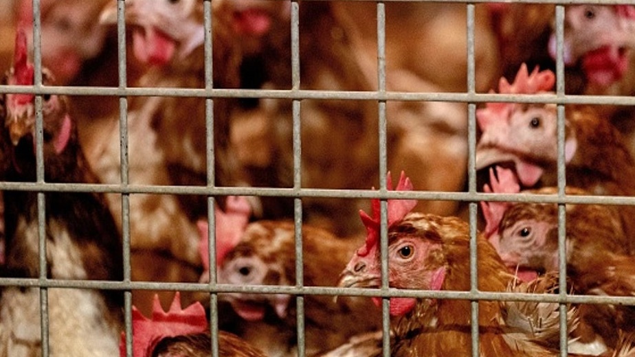 ذبح 215 ألف دجاجة في هولندا بعد إصابتها بإنفلونزا الطيور