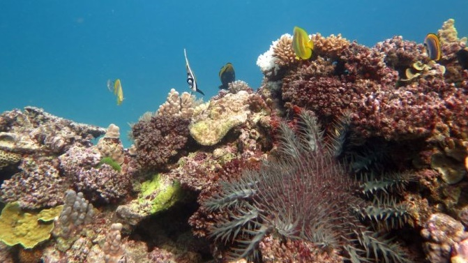 التغير المناخي يهدد المرجان أيضا