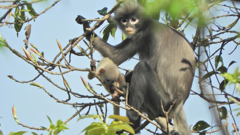 القردة متأصلة من شبه القارة الهندية وجنوب شرق آسيا
