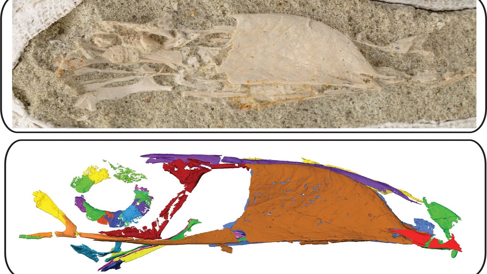 المسح يظهر تنوع فصائل الطيور التي عاشت في زمن الديناصورات
