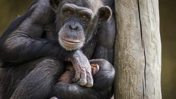 ولادة نادرة لشمبانزي في محمية طبيعية في غينيا