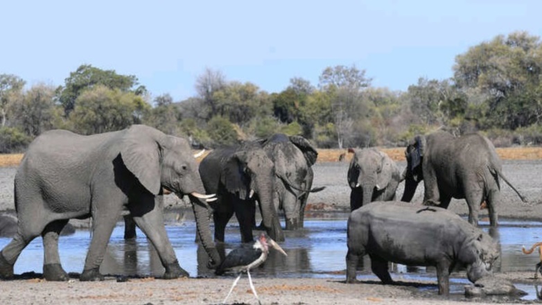 سريلانكا تتخذ تدابير وقائية لمنع الفيلة من تناول البلاستيك