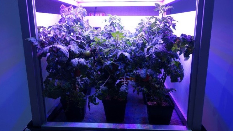 زراعة الطماطم في صندوق مضاء بمصابيح LED ، على غرار الطريقة التي اتبعها رواد الفضاء لزراعة الخس في محطة الفضاء الدولية ، في حديقة فيرتشايلد الاستوائية النباتية في ميامي