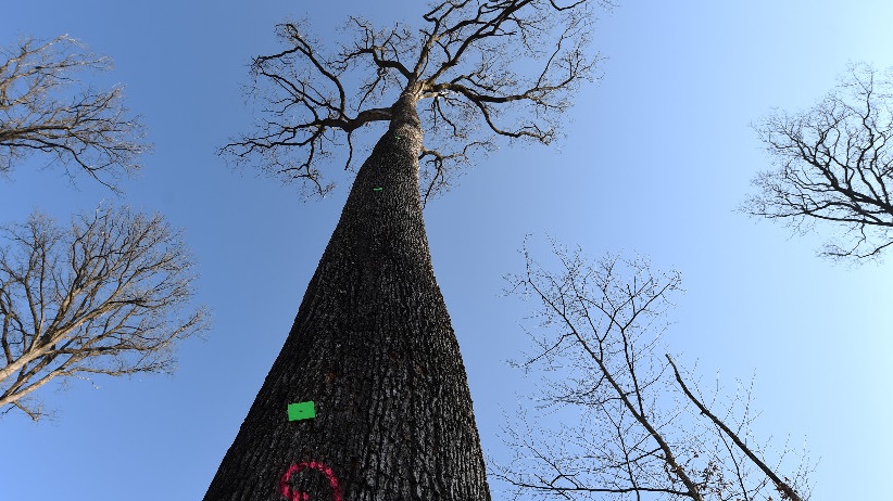 أشجار البلوط في الولايات المتحدة أكثر مقاومة للجفاف