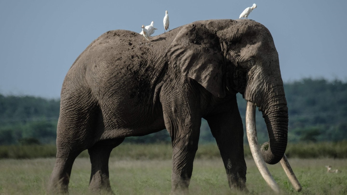 الفيلة في كينيا مهددة هذه المرة بسبب...الطلب على الأفوكادو