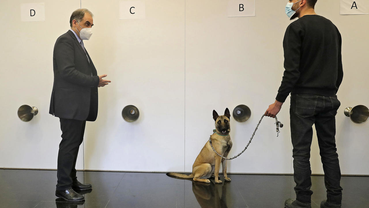 الطبيب اللبناني رياض سركيس يشرف على تدريب الكلاب على رصد الإصابات بفيروس كورونا في مركز في العاصمة اللبنانية بيروت في 18 شباط/فبراير 2021 