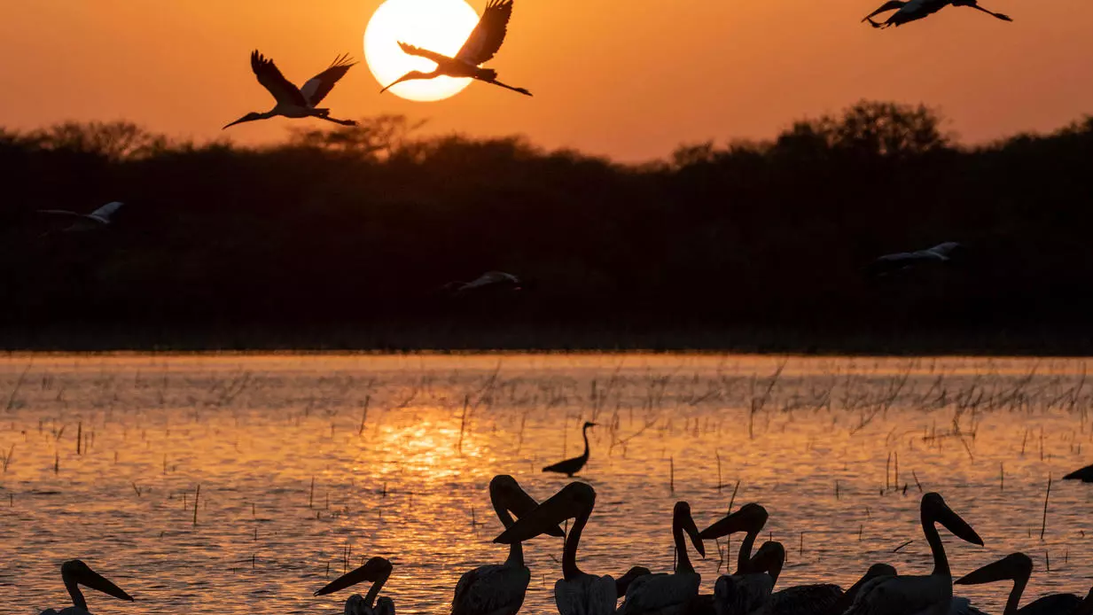 طيور تحلق فوق بحيرة يسبح فيها البجع في المحمية