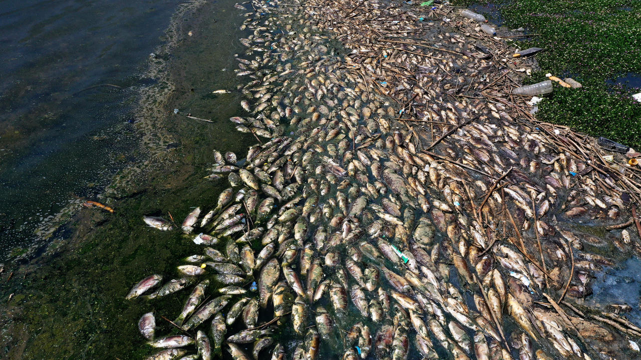 صورة جوية تظهر آلاف الأسماك النافقة على ضفة بحيرة القرعون في غرب لبنان في 29 نيسان/أبريل 2021