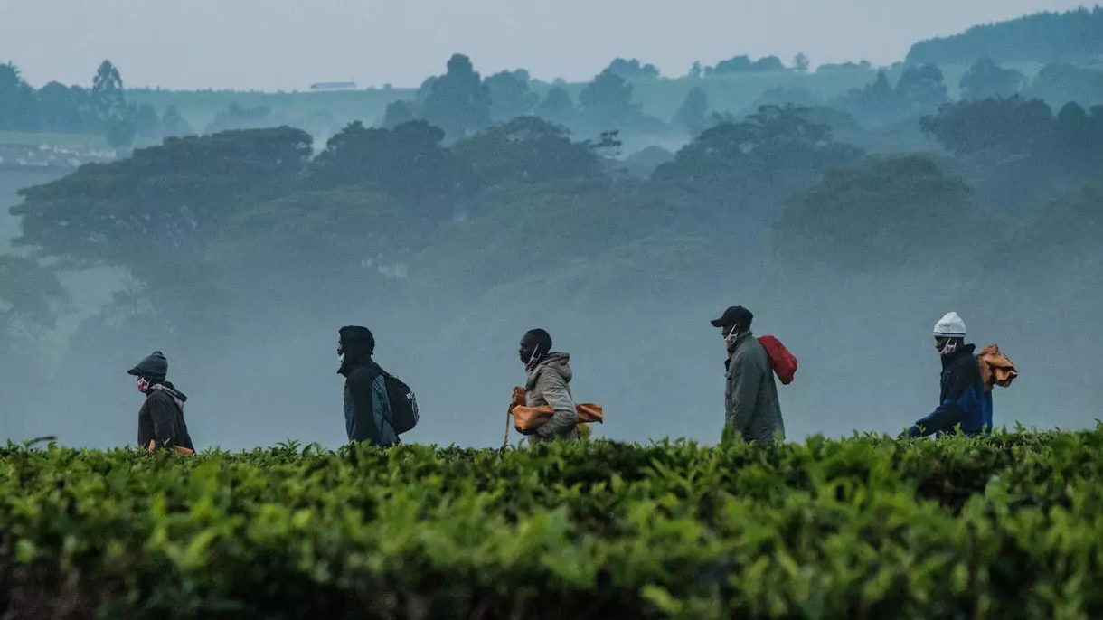 مزارعون يعملون في حقول الشاي