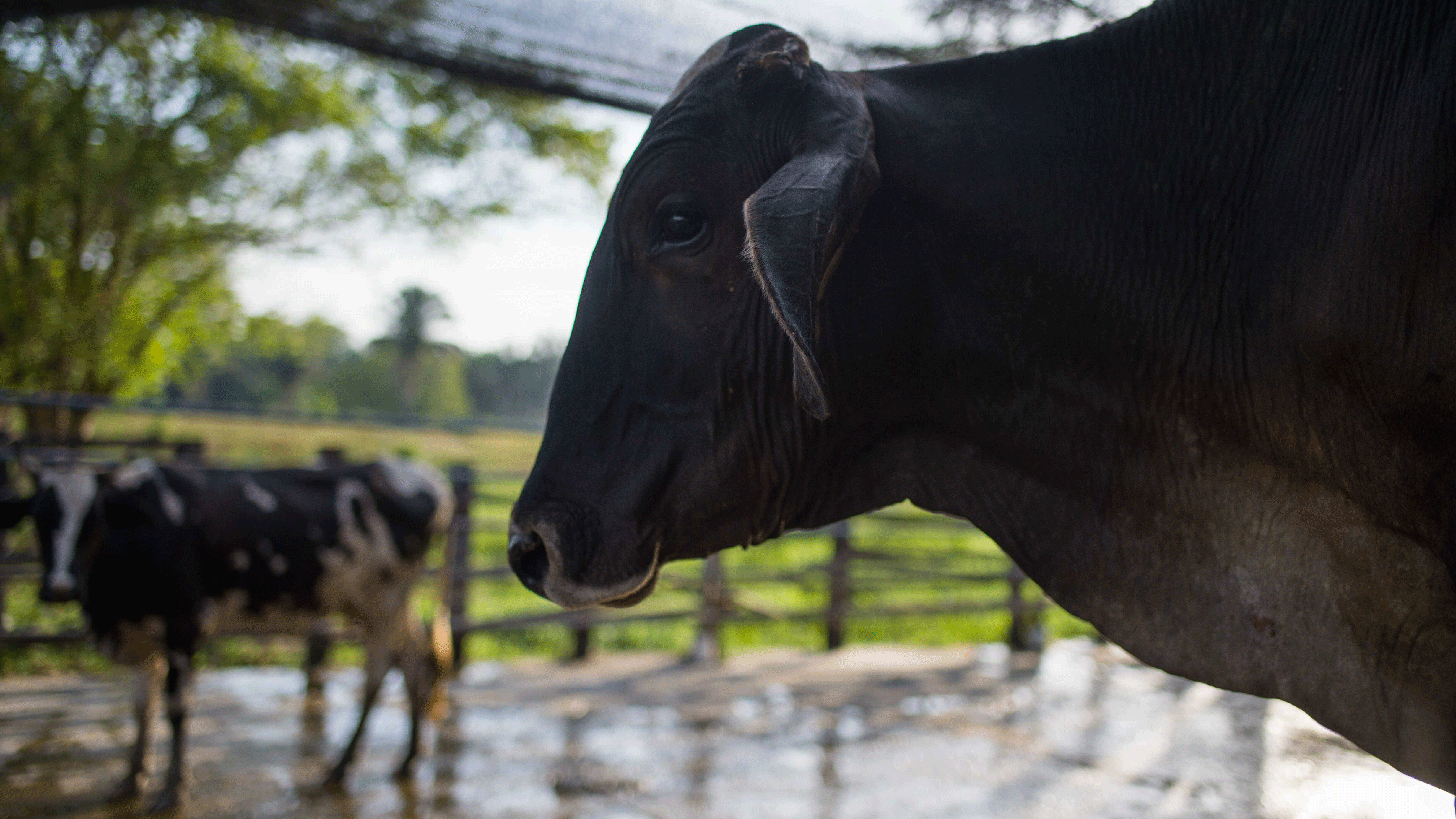 أبقار في إحدى المزارع في فنزويلا
