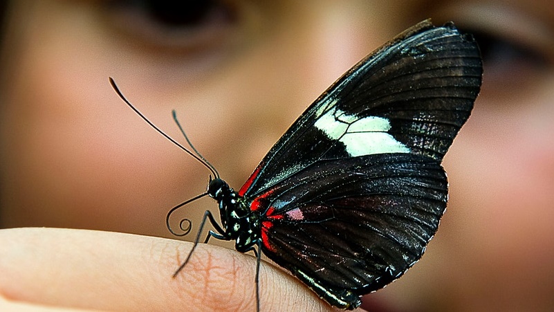 أكثر من 200 نوع من الفراشات تعيش في كولومبيا