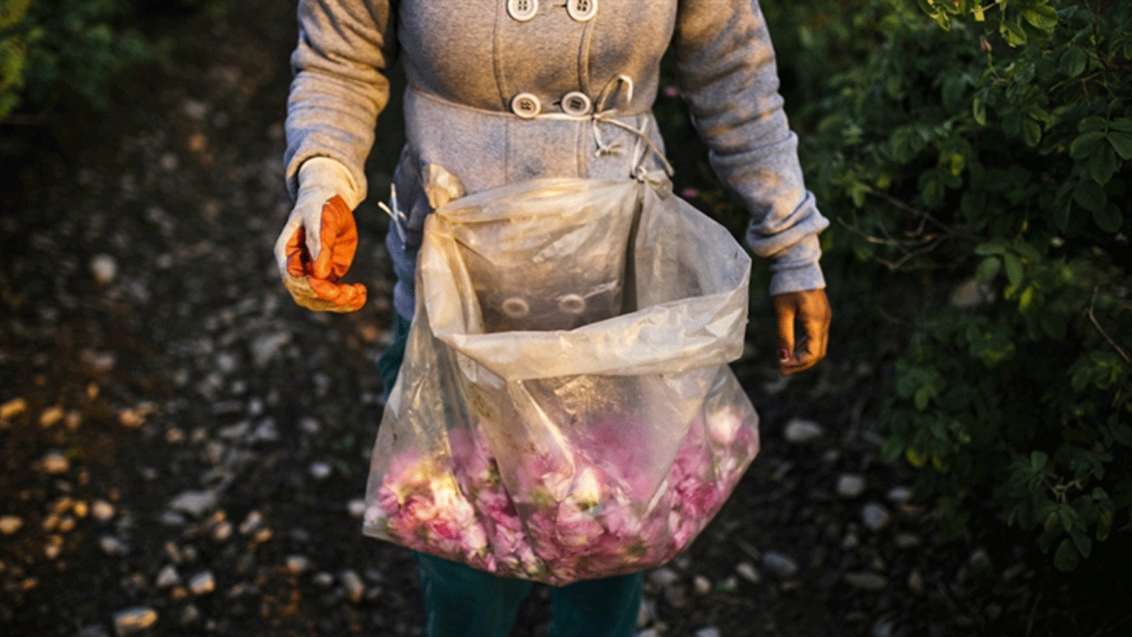امرأة تجمع بتلات الورد عند الفجر في وادي روز بالقرب من قرية ترنشان في 21 ايار/مايو 2015