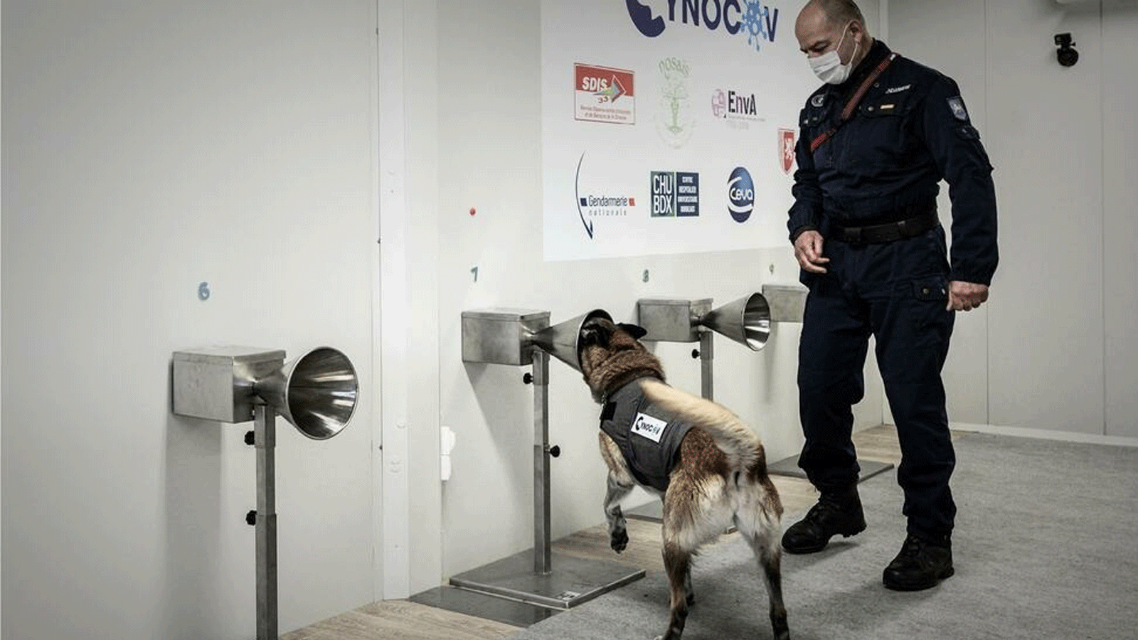 كلب بوليسي يتم تدريبه للكشف عن فيروس كورونا، ليبورن، 29 كانون الثاني/يناير 2021.