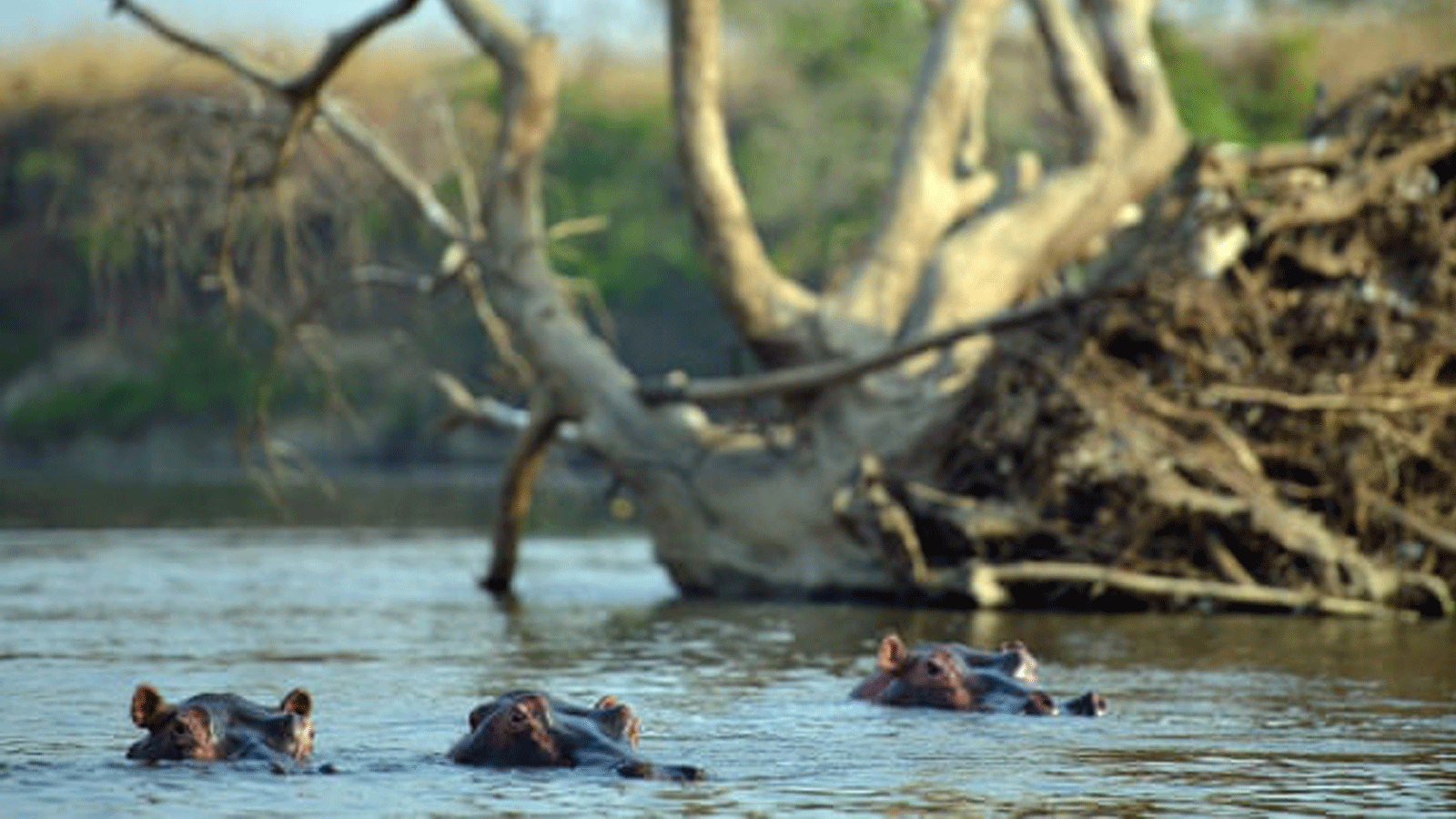 فرس النهر في المياه الضحلة لنهر دونغو(Dungu) في حديقة غارامبا (Garamba) الوطنية