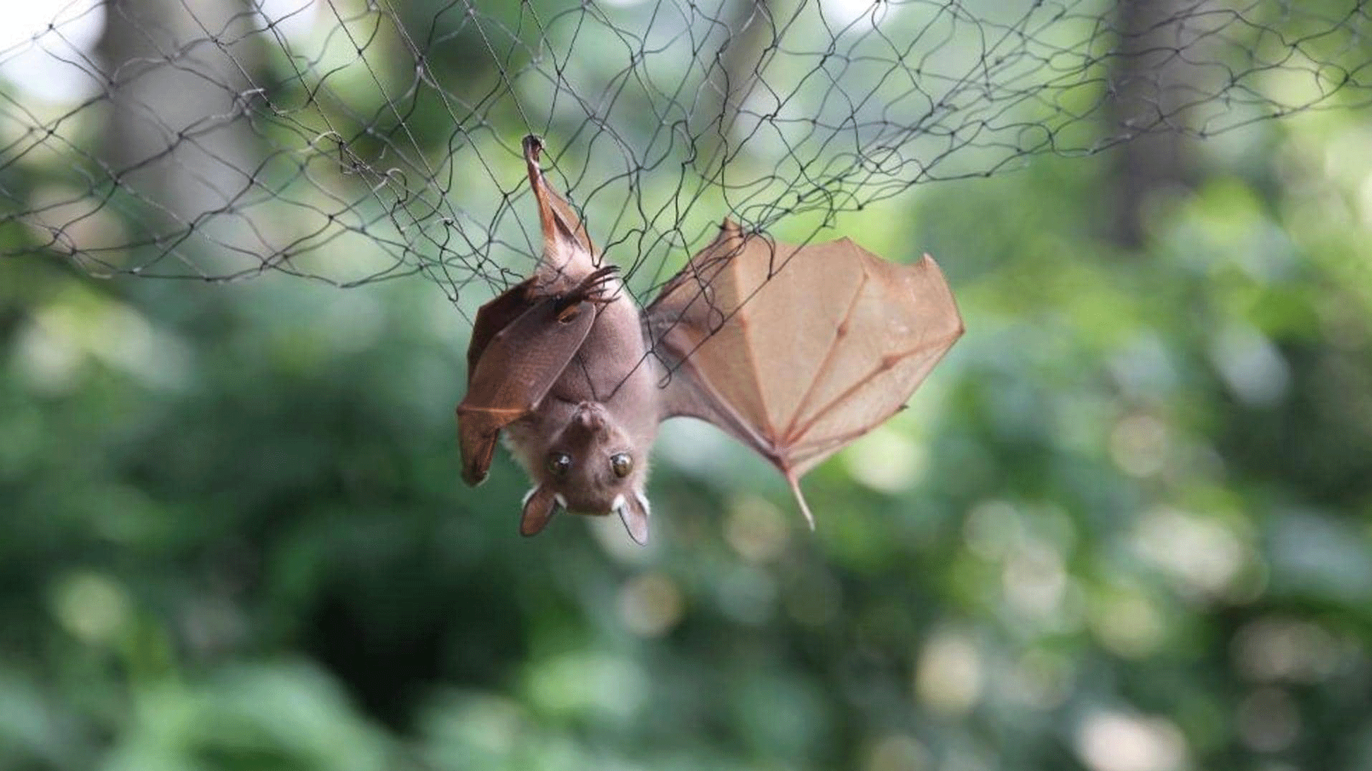 "الوطاويط فريدة من نوعها، فهي من الثدييات الأصغر حجما لكن في وسعها العيش لفترات مذهلة"