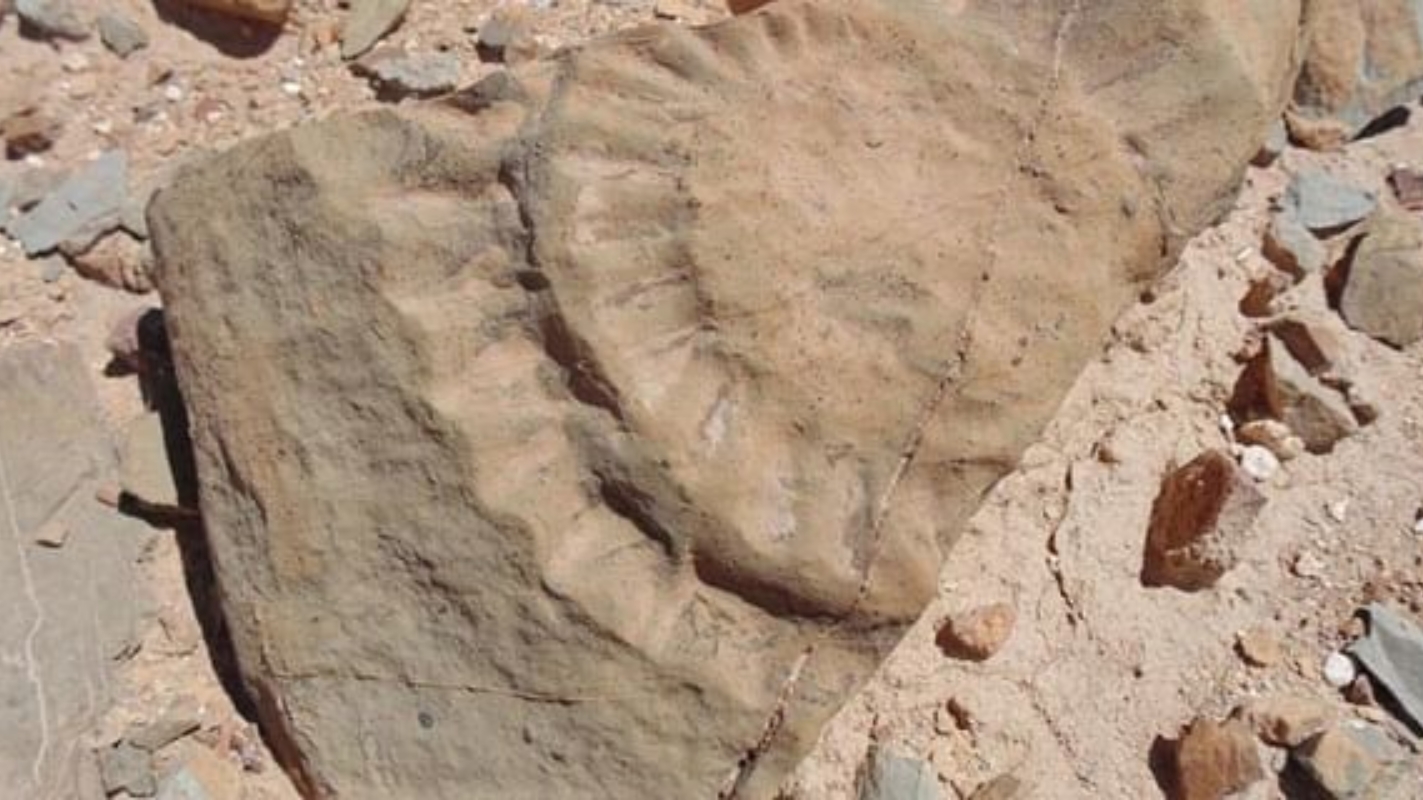 صورة نشرتها جامعة تشيلي تظهر حفرية من الزاحف المجنح الذي عثر عليه مجموعة من العلماء في صحراء أتاكاما، شمال تشيلي.