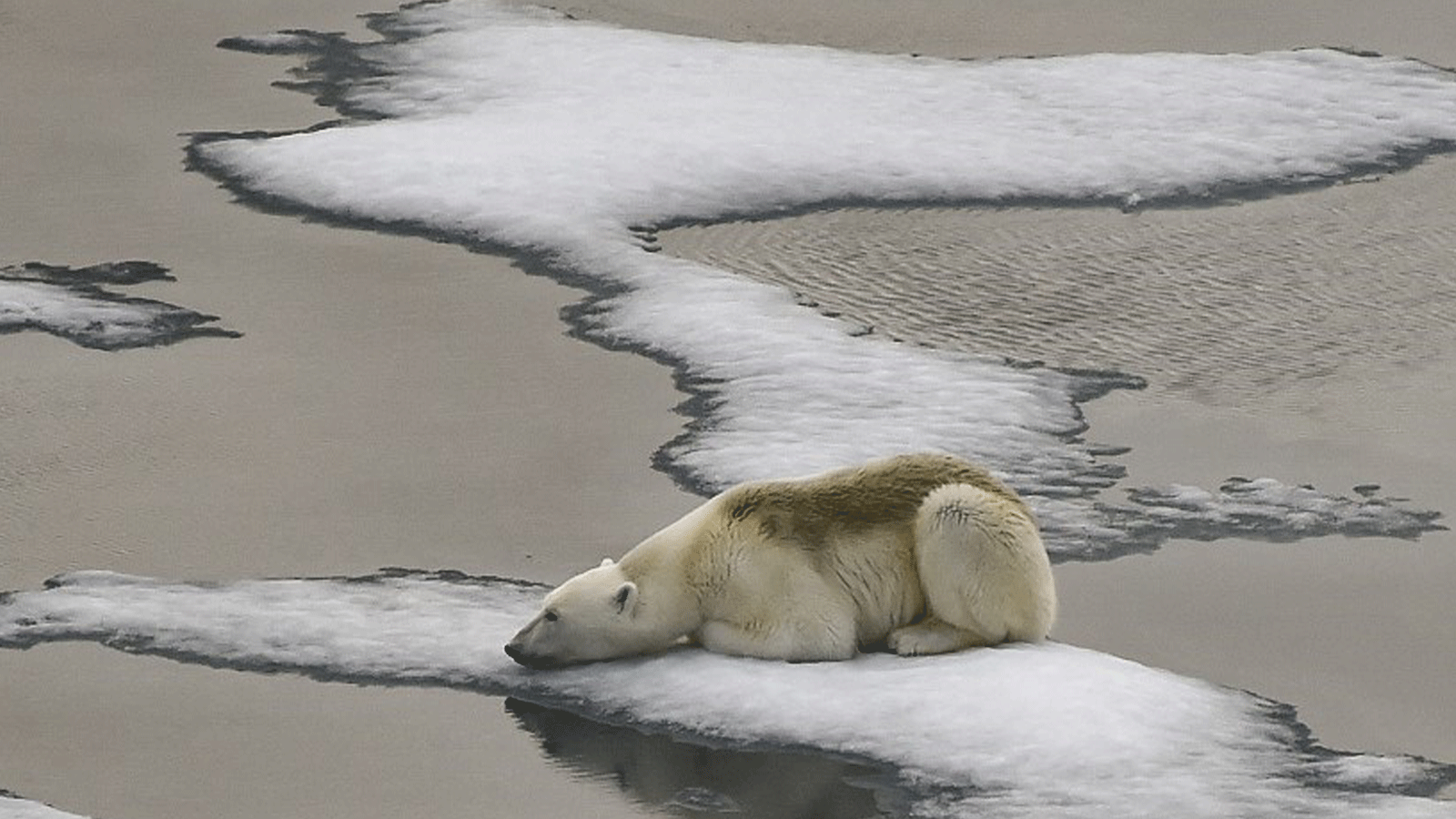 دبٌ يجلس على طبقةٍ رقيقة من الجليد في القطب الشمالي
