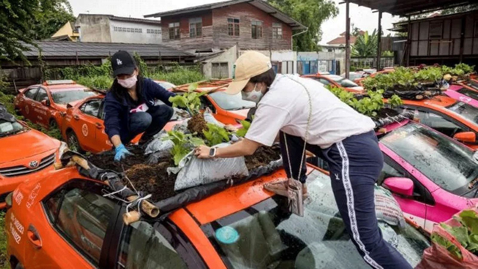 موظفو شركة لتأجير سيارات الأجرة يزرعون الخضار على سطح إحدى السيارات