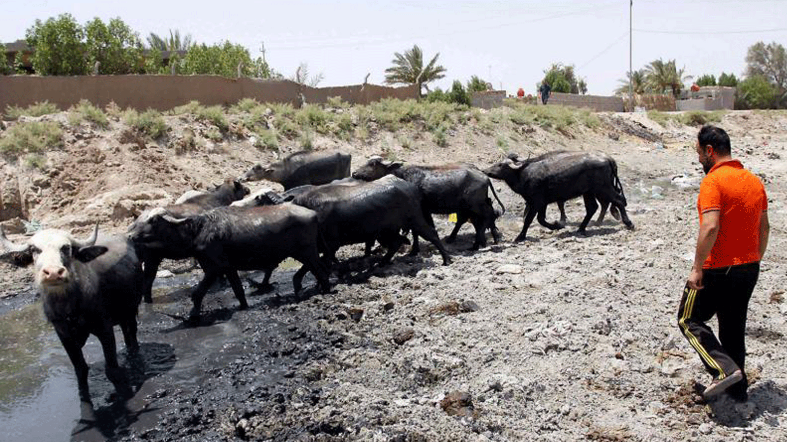 الجواميس تبحث عن المياه في مجرى نهر فارغ في أم عباسية، على بعد حوالي 60 كيلومترًا شرق النجف، العراق