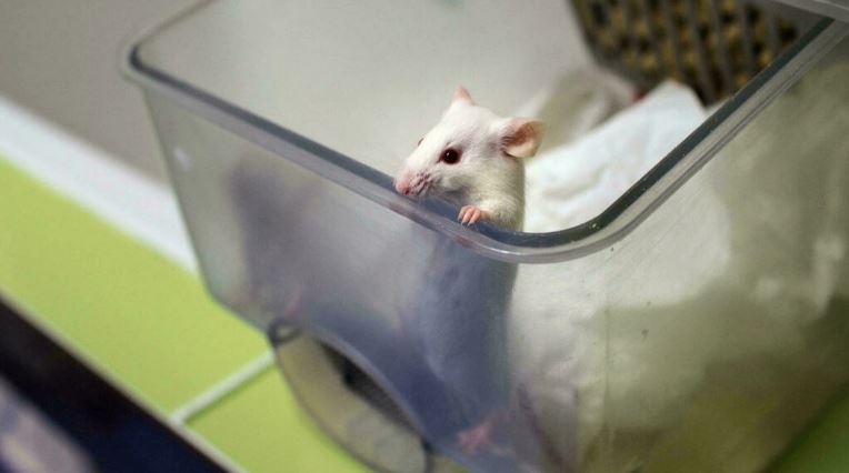 تحقق تايوان فيما إذا كانت عضة فأر مسؤولة عن إصابة عامل مختبر بفيروس كورونا