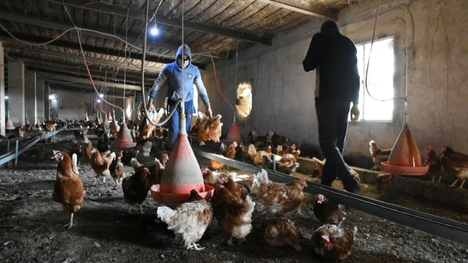 عمال يحملون دجاجات ميتة بسبب تفشي فيروس أنفلونزا الطيور