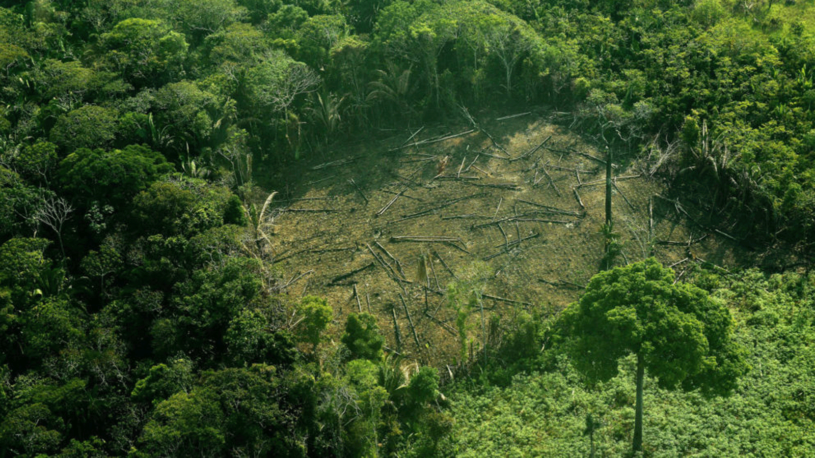 إزالة الأشجار في منطقة الأمازون الغربية بالبرازيل في أيلول/سبتمبر 2017.