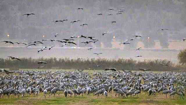 آلاف من طائر الكركي في محمية وادي الحولة، شمال إسرائيل