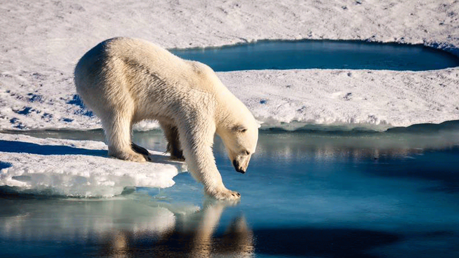 دب قطبي يختبر قوة الجليد البحري الرقيق في القطب الشمالي