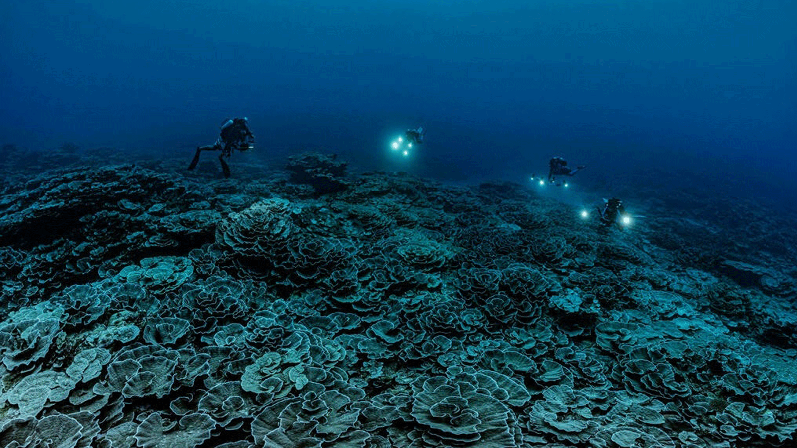 الشعب المرجانية على عمق 30 مترا قبالة تاهيتي
