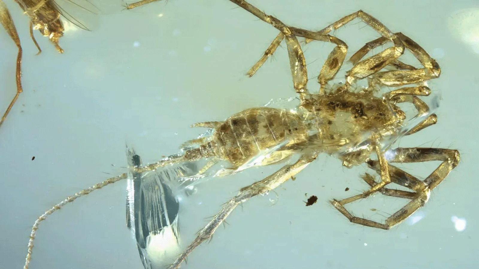 عينة من Chimerarachne yingi المكتشفة حديثًا. مخلوق يشبه العنكبوت من ميانمار، محاصر في العنبر (جامعة كانساس)