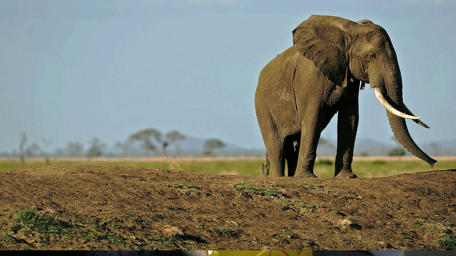 تنزانيا تشتهر بالحياة البرية المتنوعة وتواجد الفيلة