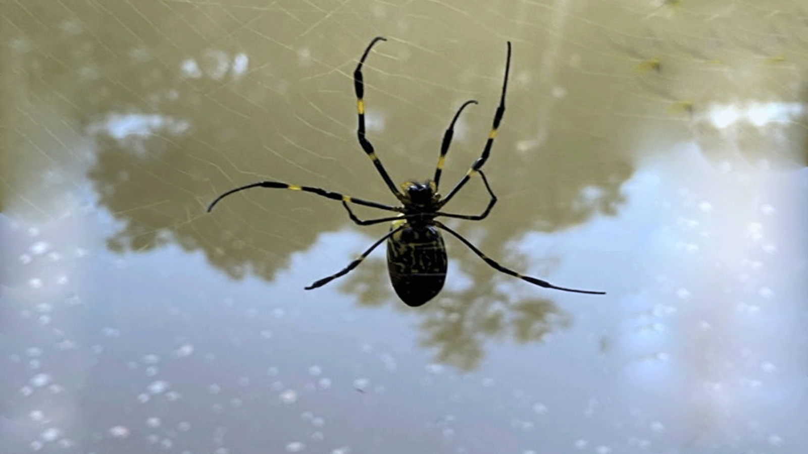 صورة غير مؤرخة لعنكبوت جورو مقدمة من بن فريك من جامعة جورجيا 