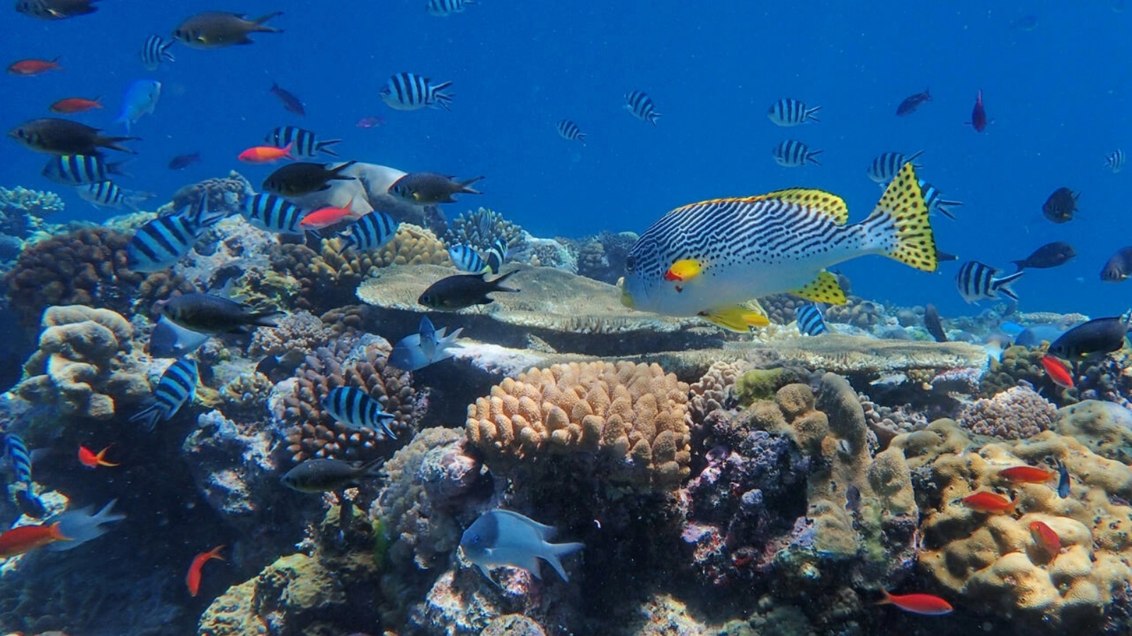 الحاجز المرجاني العظيم هو أكبر هيكل حي في العالم، يمكن رؤيته من الفضاء