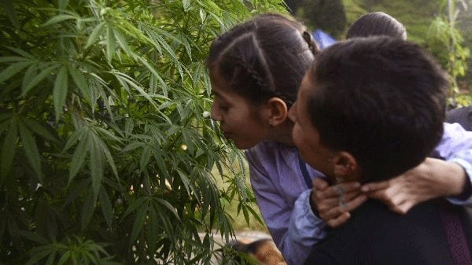 إينيس كانو (يمين) وابنتها لونا فالنتينا التي تستخدم الماريجوانا لعلاج أعراض الصرع، تزور معمل القنب بالقرب من ميديلين. 7 أيار\ مايو 2015