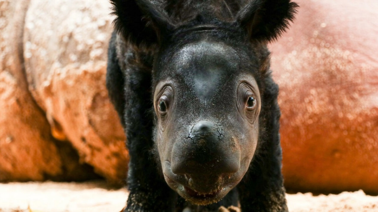 صغيرة وحيد القرن التي لم يطلق عليها اسم بعد