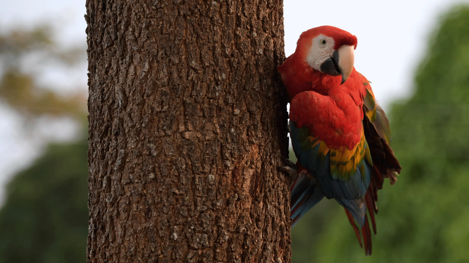 ببغاء يجلس على شجرة في مقاطعة Guaviare، كولومبيا، في تشرين الأول\ نوفمبر 2021.