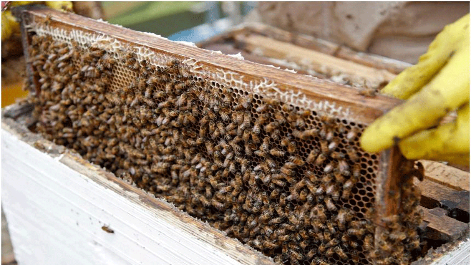  يسعى الباحثون الكولومبيون إلى حماية النحل، ويرتكز عمل الفريق على أنواع Apis mellifera ، أو Western Honey Bee ، وهي واحدة من حوالي 20000 نوع معروف في جميع أنحاء العالم.