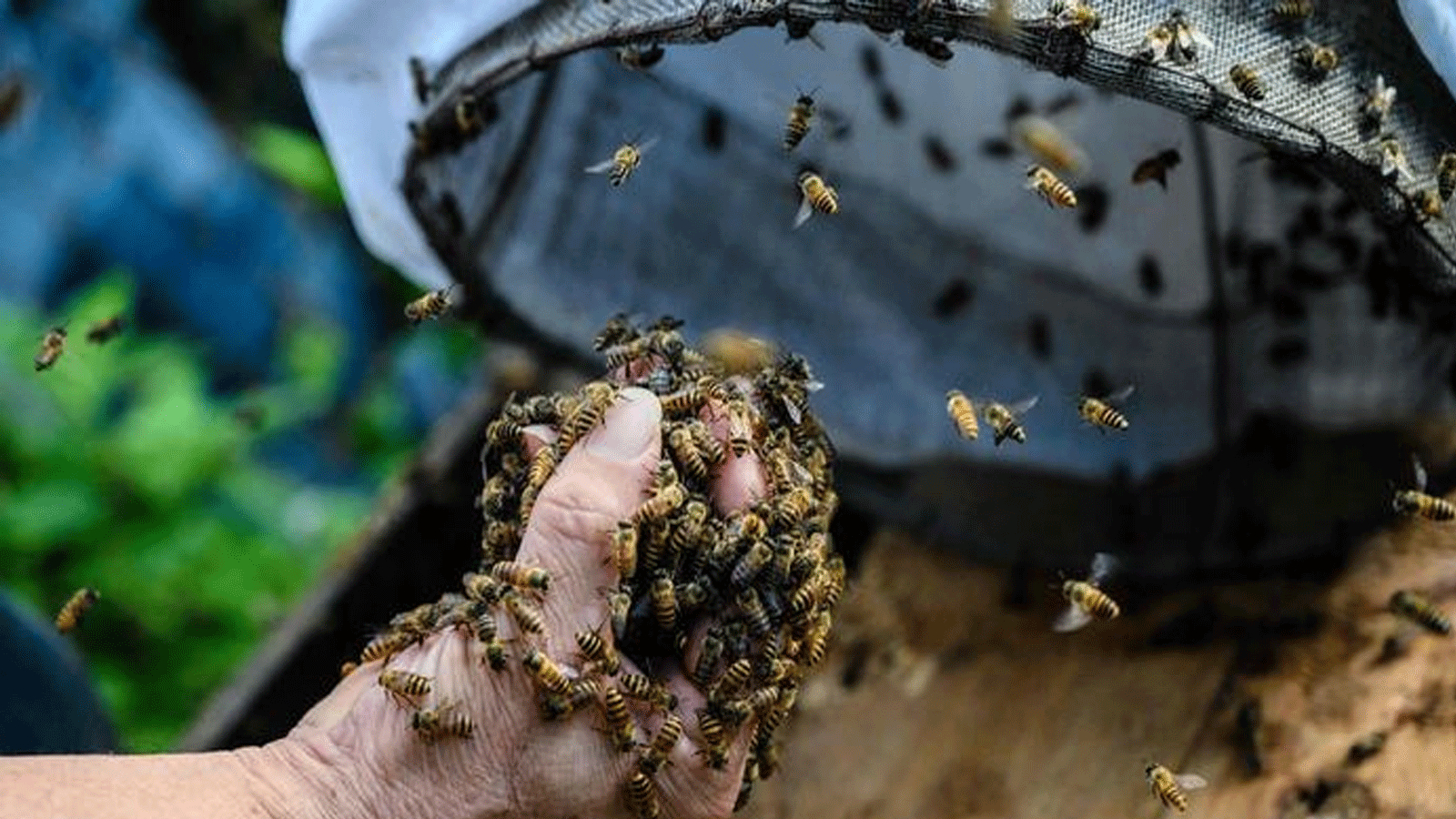  أعداد النحل تتناقص بسبب الزراعة المكثّفة والمبيدات الحشرية والتلوث وتغير المناخ