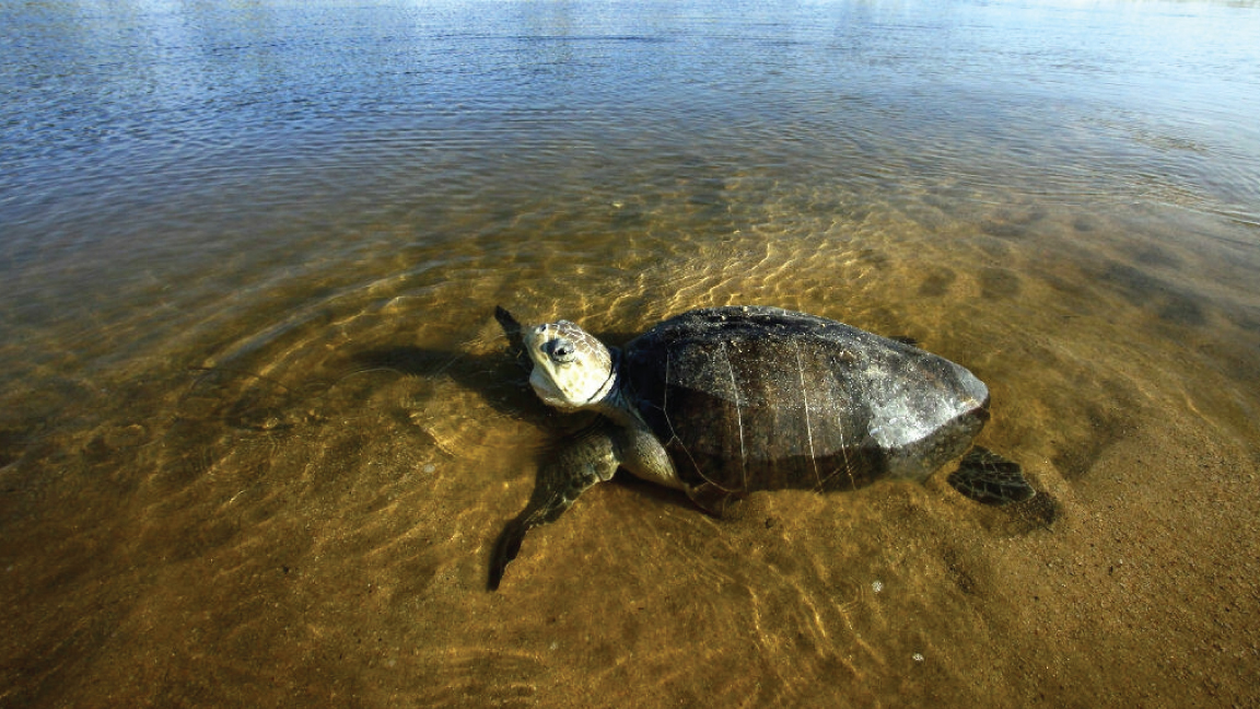 السلحفاة البحرية من الأنواه المهددة بالانقراض لأسباب متصلة بالبيئة