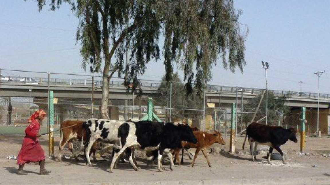 الأكثر عرضة للإصابة بالحمى هم مربو الماشية 